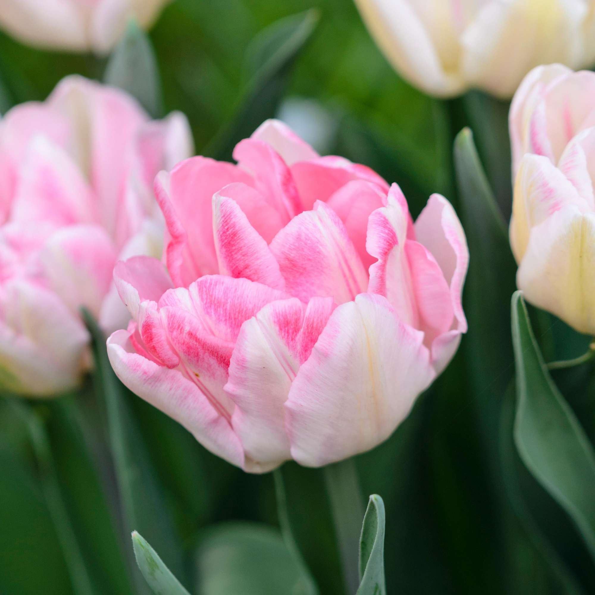 Blumenzwiebel-Kollektion 'Pink Suffusion'